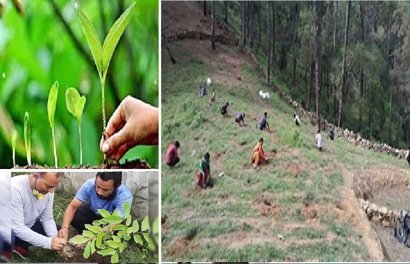 Record Plamtation on harela