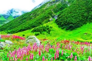 Valley Of Flowers