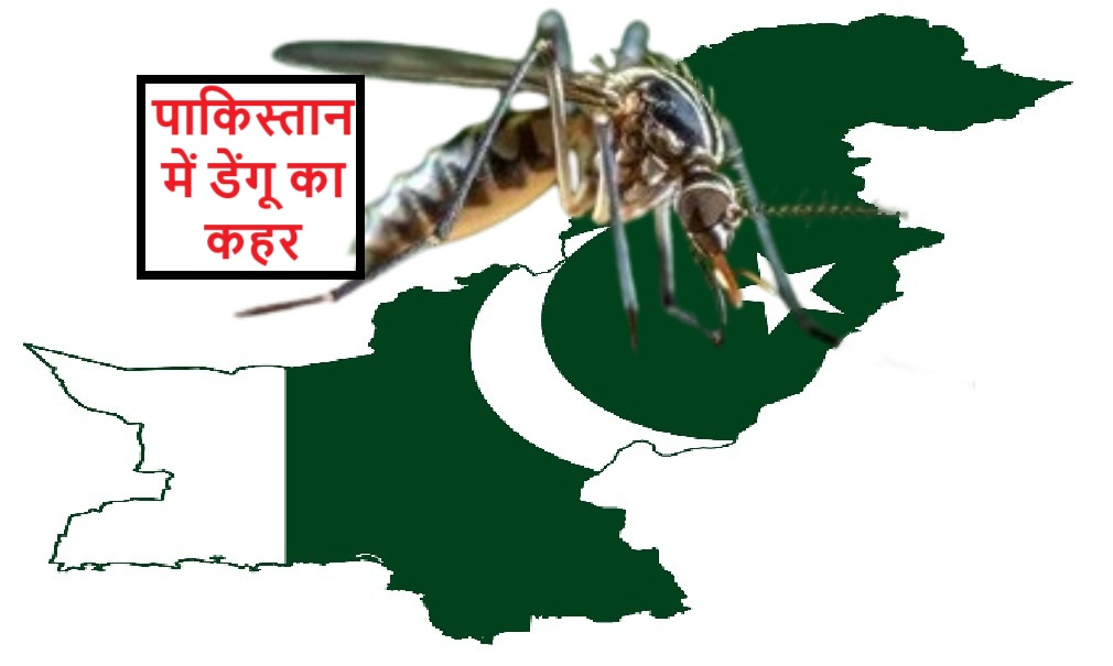 Pakistan with dangue- karni ka chota sa fal
