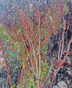 Tulsi tree in bhopal