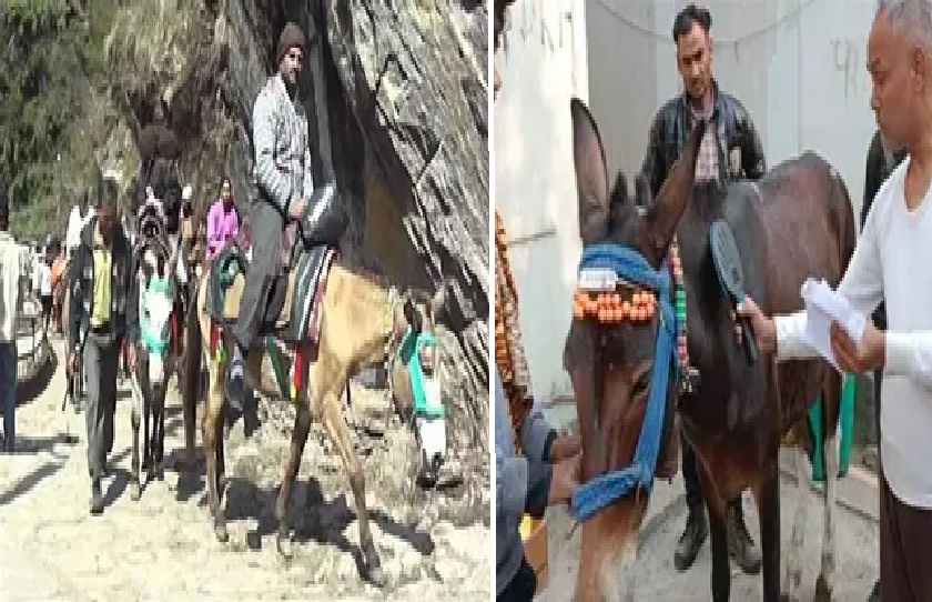 Registration of Horeses