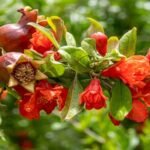 पेड़ पर खिलने वाला यह लाल फूल सेहत का खजाना: डायबिटीज से इम्यूनिटी तक देता है कई फायदे