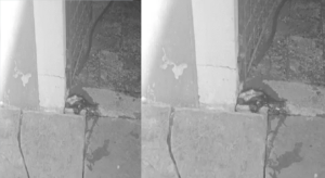 untitled-1779960088