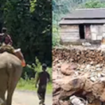 जब सड़कें और पुल बह गए तो हाथियों ने संभाली जिम्मेदारी, अरुणाचल के बाढ़ प्रभावित गांवों तक राहत पहुंचाने की बनी अनोखी जीवनरेखा