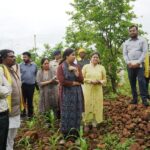 मप्र के सिवनी जिले के सीताफल को मिला जीआई टैग, अब राष्ट्रीय ब्रांड बनाने की तैयारी