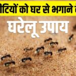 चींटियों की गंध पहचानने की क्षमता पर असर डालते हैं ये घरेलू उपाय, जानिए रसोई में कैसे करें इस्तेमाल