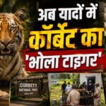 Bhola Tiger