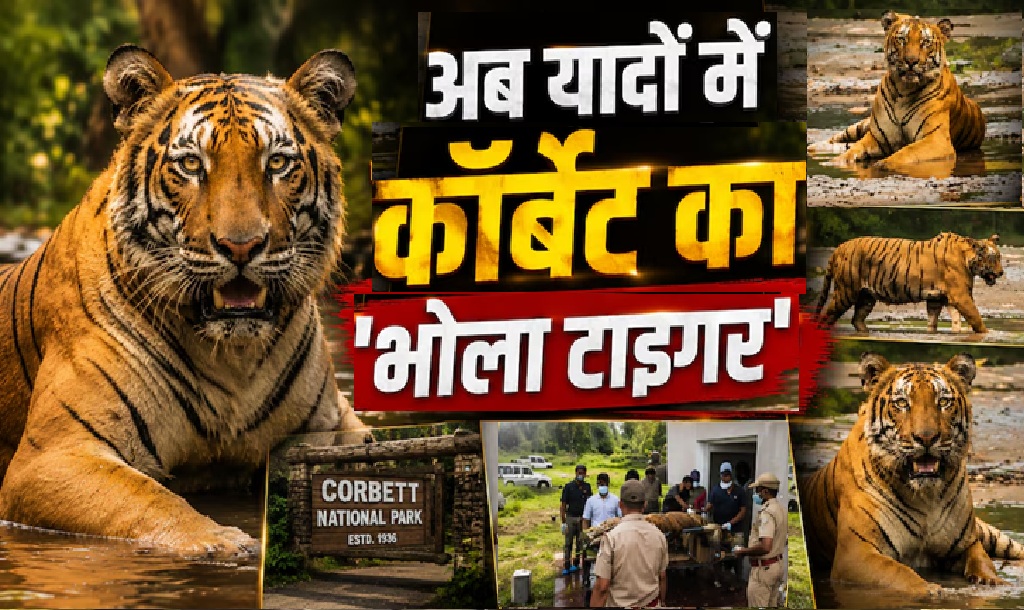 Bhola Tiger