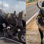 गुजरात में सांड से टकराई Land Rover Discovery, डिवाइडर से भिड़ने के बाद SUV के उड़े परखच्चे, दो की मौत
