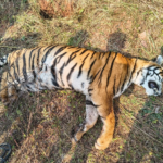 रायसेन के खेत में मिली 6-7 साल की बाघिन की लाश, बिजली के तार की चपेट में आने से मौत की आशंका