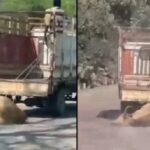 टीकमगढ़ में मृत गाय को लोडर से बांधकर सड़क पर घसीटा, घटना का वीडियो वायरल होने से लोगों में आक्रोश