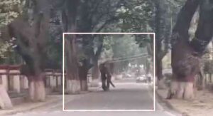 Eliphant- haridwar