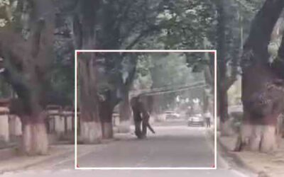 Eliphant- haridwar